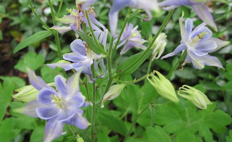 columbine beneath the maple tree