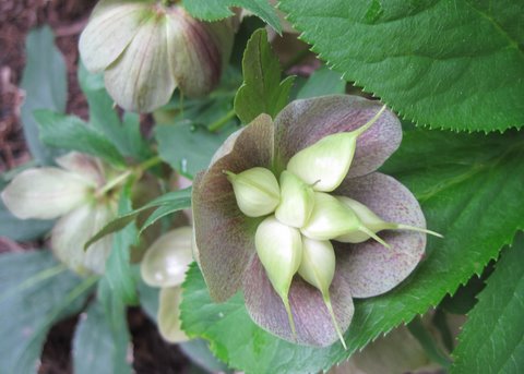 hellebore in seed