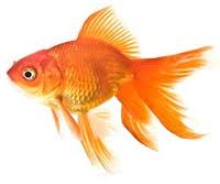 the fancy refundable goldfish