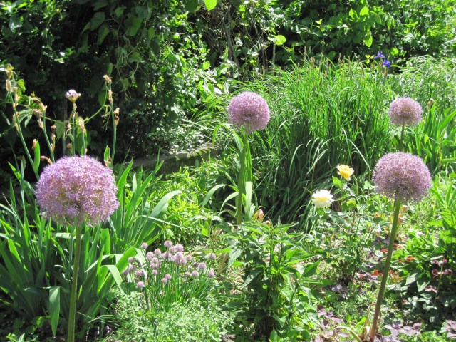 the lollipop of the garden