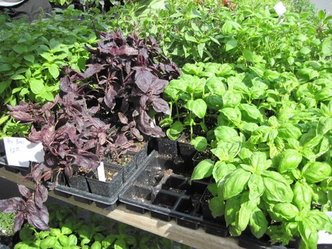 farmersmarketseedlings