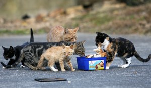 feral cats