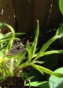 The leaves were actually a lot weirder than this