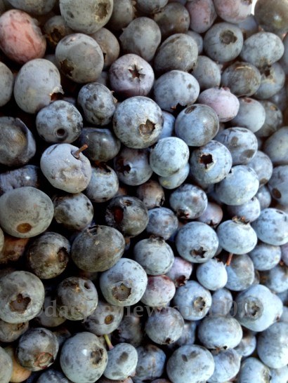 the taste of summer in blue