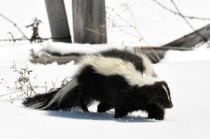 skunk winter