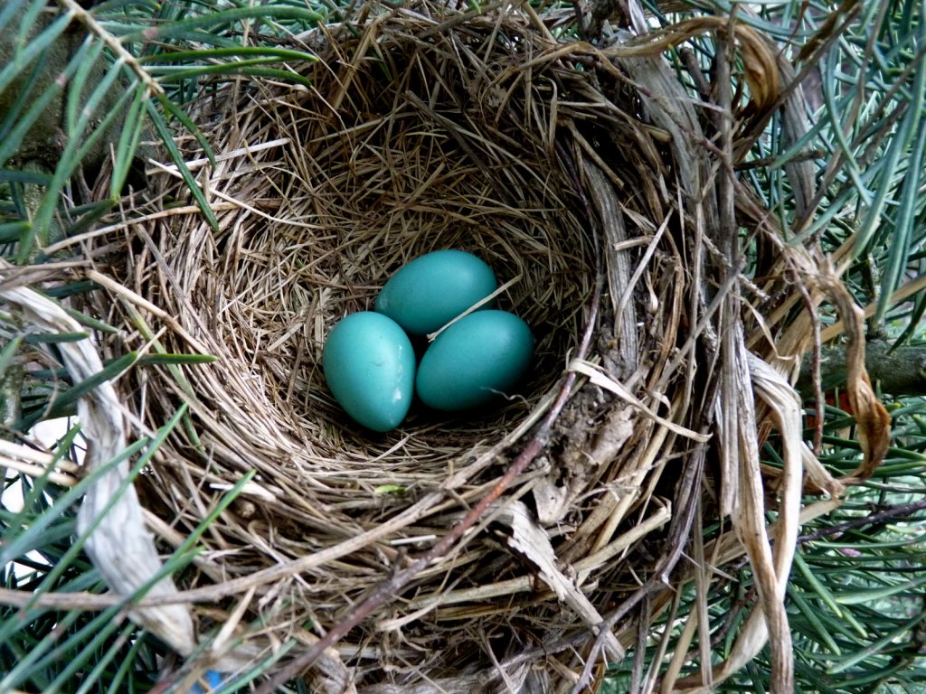 robins eggs @ steves digicams