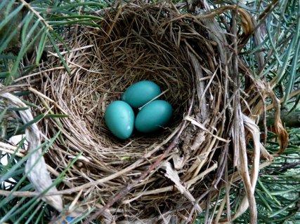 robins eggs @ steves digicams