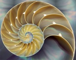 nautilus shell