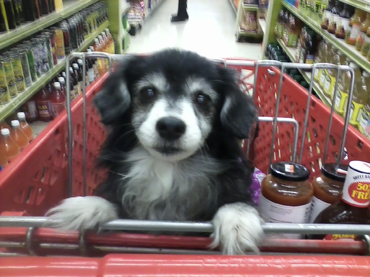 shopping cart dog