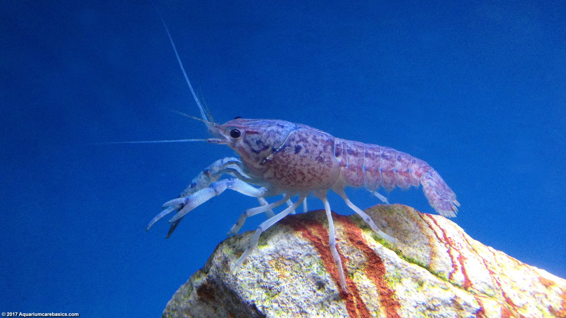 crayfish2