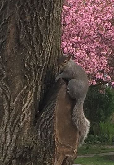 squirrel on linden trunk