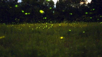 fireflies on a lawn